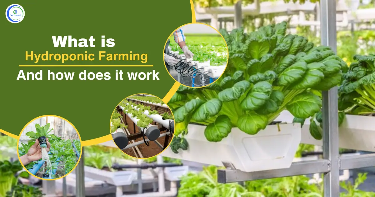 What_is_Hydroponic_farming_and_how_does_it_work.webp